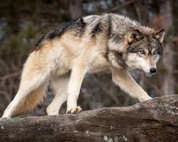 Wolf By C Jacki Just Pienta Wolf Poses Wolf Dog Wolf Spirit Animal