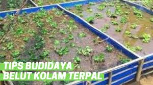 Maybe you would like to learn more about one of these? Langkah Tepat Budidaya Belut Di Kolam Terpal Youtube