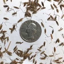 Image result for Sorghastrum nudipes