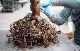 (rhododendron spp.) have a diffuse shallow root system. Giving Our Azalea Bonsai A New Home Longwood Gardens