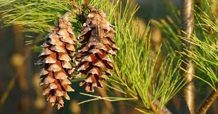 Signs Of A Sick And Dying Pine Tree The Woodsman Tree Care