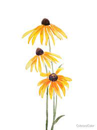 3 Yellow Black Eyed Susan Gloriosa Daises Watercolor Kids Clothes By Colorandcolor Black Eyed Susan Daisy Art Flower Art Drawing