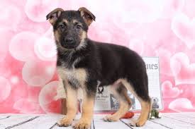 German shepherds are prone to … black sable german shepherd puppies for sale if you'd like a puppy, you don't need to get a german shepherd … German Shepherd Dog Puppy For Sale In Bel Air Md Adn 65982 On Puppyfinder Com Gender Female Age 9 Weeks Old German Shepherd Dogs Dogs And Puppies Dogs