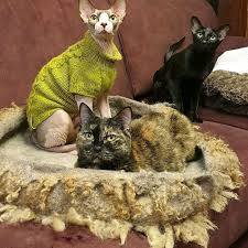 gnezdyshko dlya koshek 58 60 sm korzina dlya koshek lezhanka dlya koshek zakazat na yarmarke masterov kh1hsru aksessuary dlya pitomcev ekaterinburg bolshoj kot kotyata koshechka