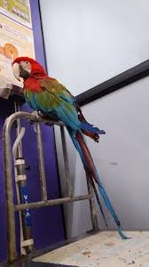 Check poison symptoms, diagnosis & treatments. Happy Pets Veterinary Clinic