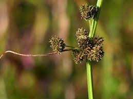 Image result for Cyperus difformis