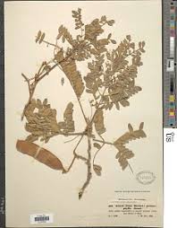 Image result for Albizia isenbergiana