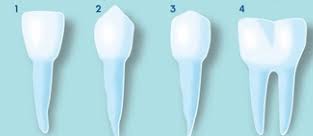 Kamu tidak perlu menghafalkan semua type of noun dari. Pengertian Fungsi Jenis Bagian Bagian Gigi