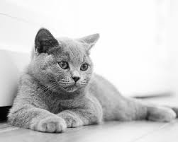 Much like nero the emperor, he makes bad life choices. photo of nero the cat, provided courtesy of liz mair. British Shorthair Cat Guide Sainsbury S Bank Cat Insurance