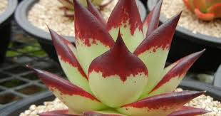 E Agavoides Ebony Special Clone F1 Planting Succulents Succulent Garden Outdoor Succulent Gardening