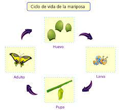 Ciclo De Vida Mariposa Y Rana