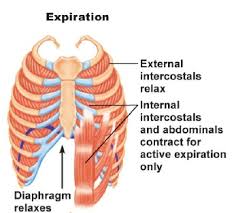 An uneven rib cage can cause problems with your breathing and if your muscles on one side of your body are weaker, it may be causing one side of your rib cage to. Muscles On The Respiratory System