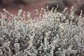 Image result for Acacia mellifera