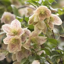Plantsman john hoyland chooses his favourites. Buy Fern Leaved Clematis Group 1 Clematis Cirrhosa Var Balearica 27 99 Delivery By Crocus