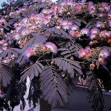 Pin On Plants Landscaping