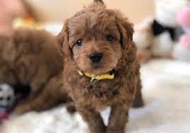 Maybe you would like to learn more about one of these? Precious Doodle Dogs Goldendoodles Cavapoos Teacup Poodles Teacup Goldendoodles Teacup Cavapoos Puppies Precious Doodle Dogs Teacup Goldendoodles Labradoodle Puppies Teacup Doodle Dogs