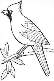 Cardinal On A Branch Coloring Picture Bird Outline Bird Drawings Bird Coloring Pages