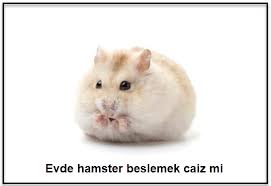 Evde Hamster Beslemek Gunah Midir Mumsema