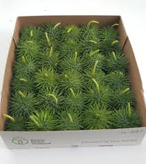 Image result for Cucumis hirsutus