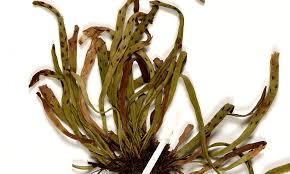 Image result for Grammitis cryptophlebia