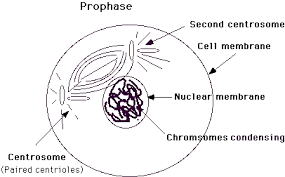 As observed in the labeled animal cell diagram, the cell membrane forms the confining factor of the cell, that is it envelopes the cell constituents together and the cell nucleus is the trademark of any eukaryotic cell. A Little Blog About Ap Bio Key Concepts Stages Of Mitosis