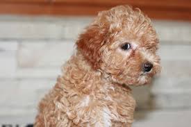 Tommy will be sure to come home to you up to date on his vaccinations and vet checks. Home Page Goldendoodle Breeder