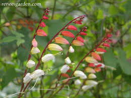 Image result for Lobelia lobata