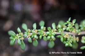 Image result for Pilea microphylla