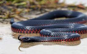 Black Mamba Snake Wallpaper Black Mamba Hd Images New Wallpapers Mamba Snake Black Mamba Snake Black Snake Tattoo
