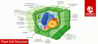 The animal cell has many parts, and you must know each one by heart. Cell Structure Major Parts Of Animal And Plant Cells
