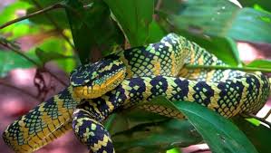 Le risposte che cercavi le trovi qui. Vipera Di Wagler Tropidolaemus Wagleri Animali Velenosi