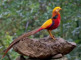 It breeds on the high arctic tundra of alaska and canada and winters in the grasslands of central and southern south america. Golden Pheasant Ebird