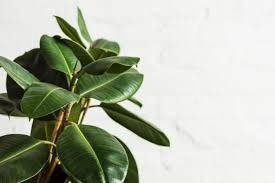 Rubber Plant Leaves Curling In 2020 Plant Leaves Plants Easy Care Plants