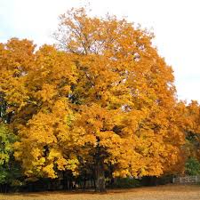 Free shipping on all orders over $99 from the tree center with arrive alive guarantee. West Virginia Fruit Trees For Sale Mehrabyan Nursery