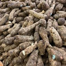We did not find results for: Malanga Information And Facts