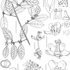 Image result for Salacia stuhlmanniana