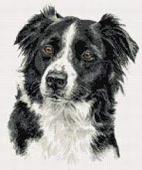 Border Collie No 3 Counted Cross Stitch Kit Border Collie Counted Cross Stitch From Bord Cross Stitch Bird Cross Stitch Animals Counted Cross Stitch Kits