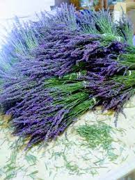 Special Lavender Bundle Pre Order For June Growing Lavender Dried Lavender Flowers Lavender Farm
