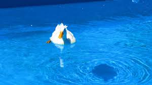 We did not find results for: Hd Wallpaper Duck Swimming Swimming Pool Water Animal Themes Animals In The Wild Wallpaper Flare