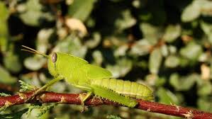 Plaga de langostas llega a américa: Acabar Con La Plaga De Langostas En El Cuerno De Africa Ambientum