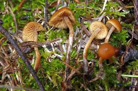 Ia boleh dimakan mentah atau dimasak dan sangat sesuai dalam sup, stew, salad, dan piza. Uzivatel Nippon Sushi Malaysia Na Twitteru 5 Cendawan Amanita Bisporigera Amanita Bisporigera Adalah Spesies Cendawan Beracun Yang Berbahaya Dalam Keluarga Amanitaceae Ia Biasanya Dikenali Sebagai Cendawan Eastern North American Destroying Angel Atau
