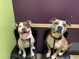 Did you use this practice before joining pet assure? East Bay Veterinary Clinic 39 Photos 254 Reviews Veterinarians 568 Grand Ave Oakland Ca Phone Number