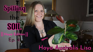 We did not find results for: Hoya Australis Lisa Care Spilling The Soil Ep 4 Hoya Care Youtube