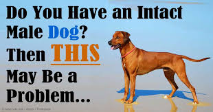 Prostate cancer is the most common cancer in men and makes up 26% of all male cancer however, if symptoms suggestive of prostate cancer are present, negative examination should not be a biopsy of the prostatic bed should not be offered to men with prostate cancer who have had a. Benign Prostatic Hyperplasia Almost All Male Dogs Have This