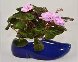 What Are The Best Type Of Pots For African Violets Baby Violets