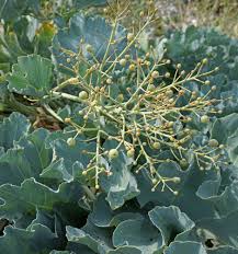 Image result for Crambe kilimandscharica
