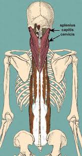 These muscles are commonly associated with lower back pain. Muscles Of The Back