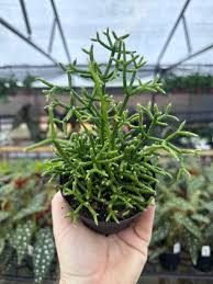 Image result for Rhipsalis