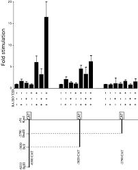 Questions and answers on labeled/unlebled diagrams of a human cell. Transcriptional Activation Of The Human Ucp1 Gene In A Rodent Cell Line Journal Of Biological Chemistry