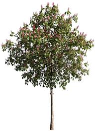 Image result for Aesculus